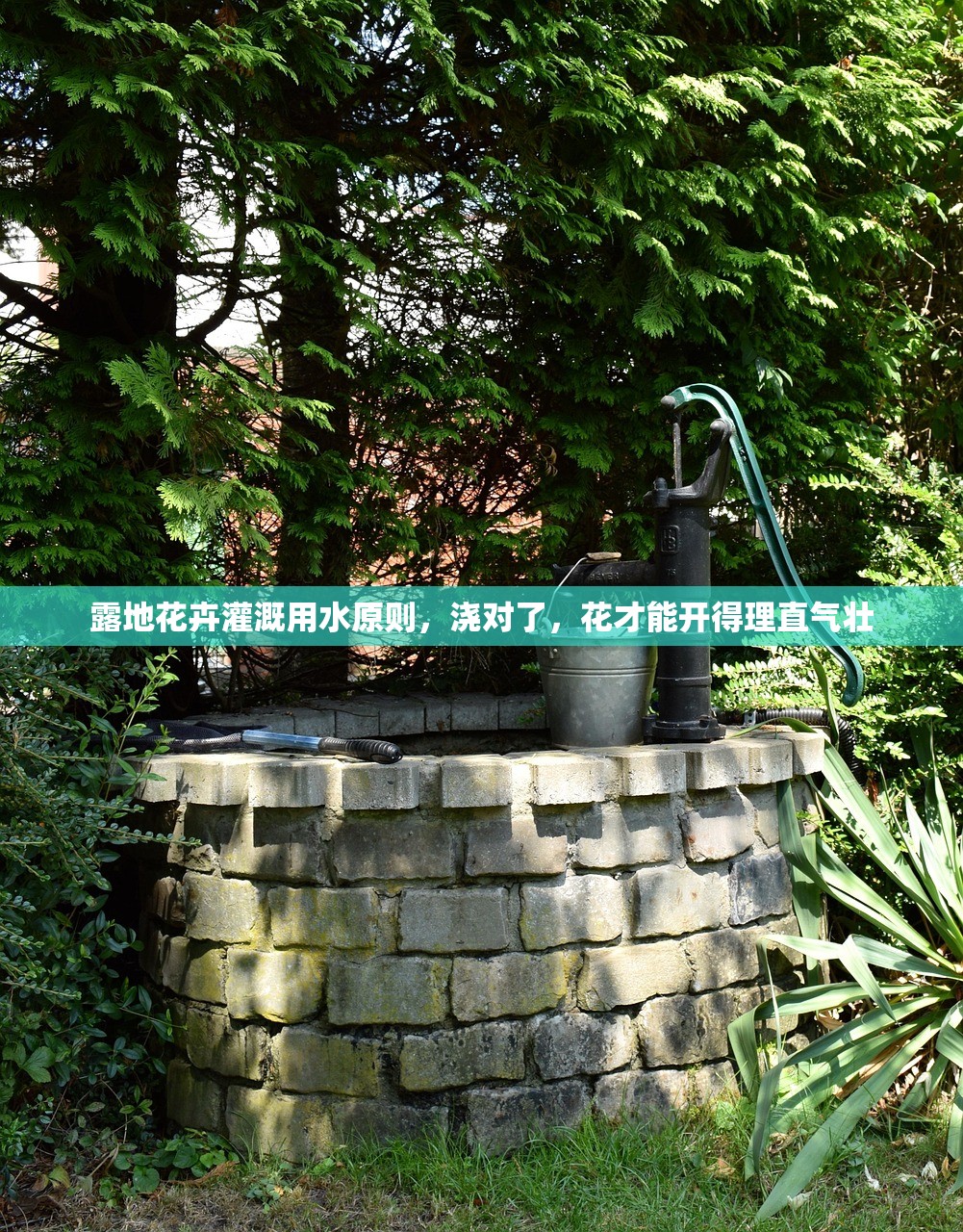 露地花卉灌溉用水原则,浇对了,花才能开得理直气壮 露地花卉灌溉用水原则,浇对了,花才能开得理直气壮