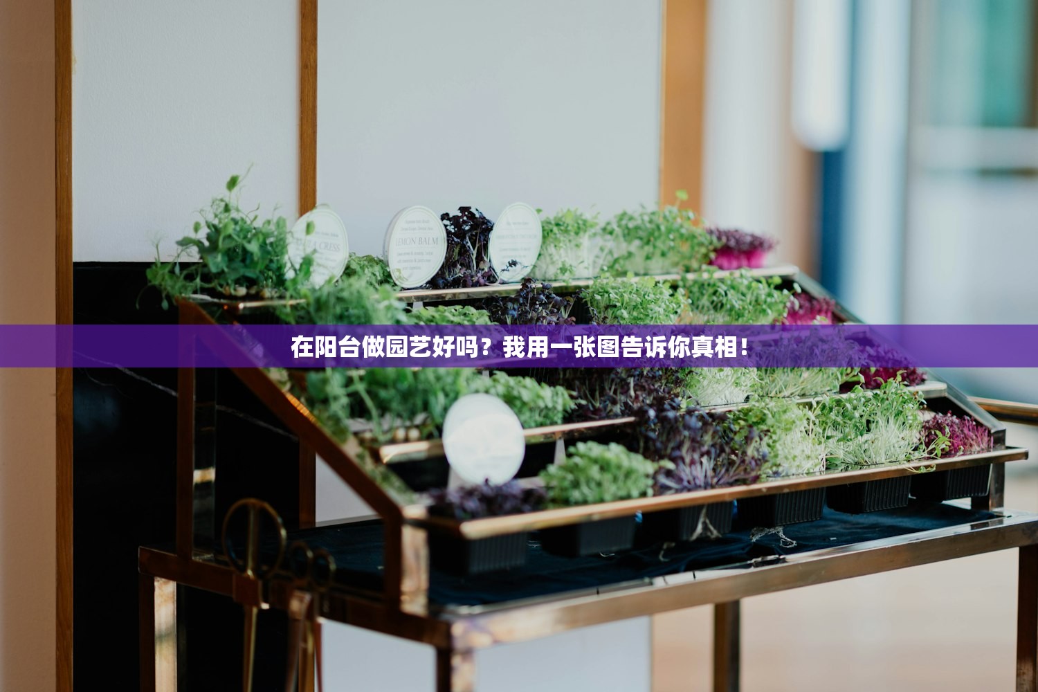 在阳台做园艺好吗？我用一张图告诉你真相！