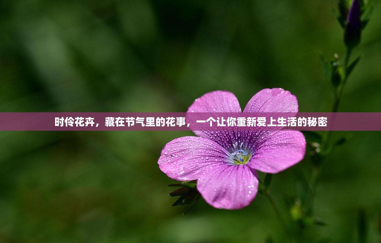 时伶花卉，藏在节气里的花事，一个让你重新爱上生活的秘密